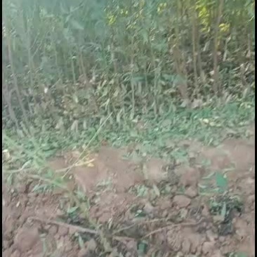 坚果苗，美国大杏仁树苗，巴旦木树苗