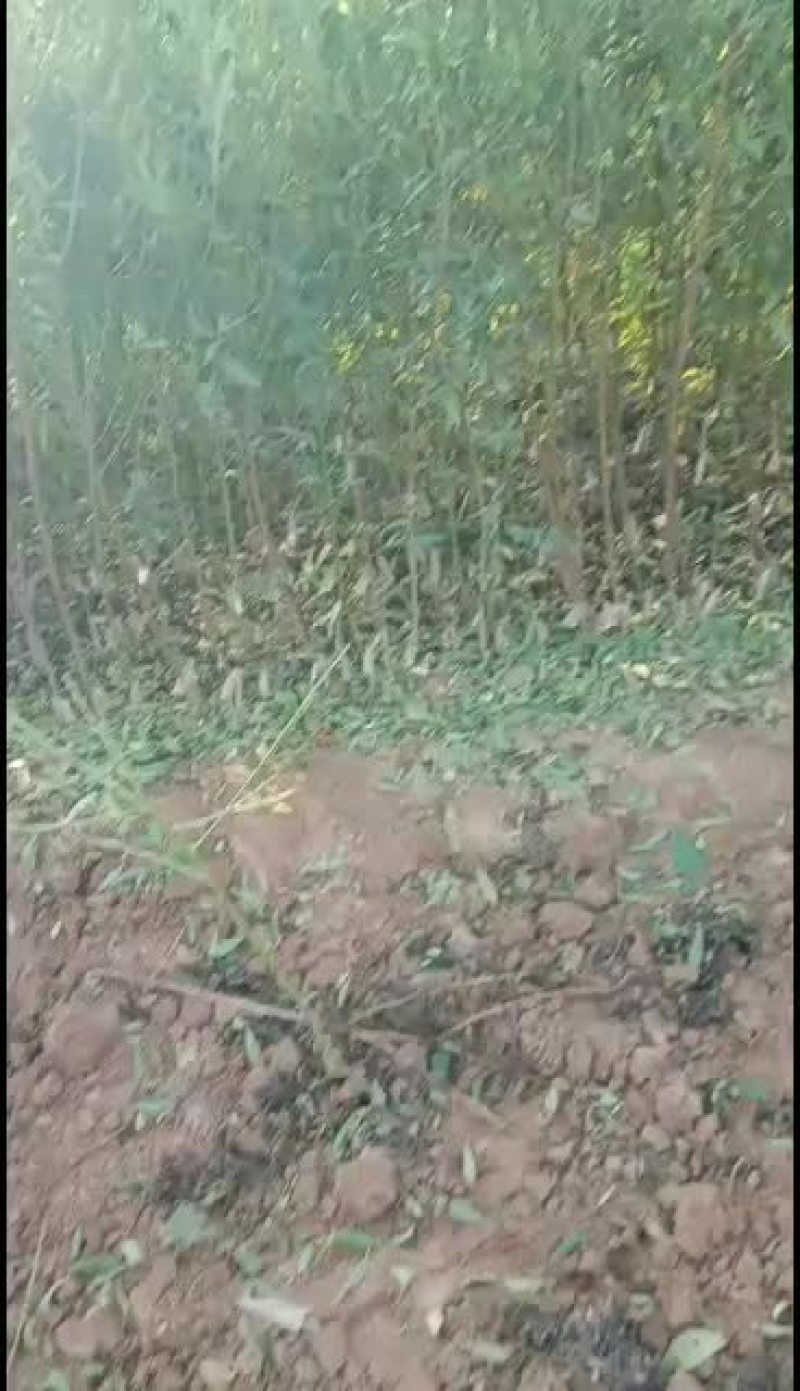坚果苗，美国大杏仁树苗，巴旦木树苗