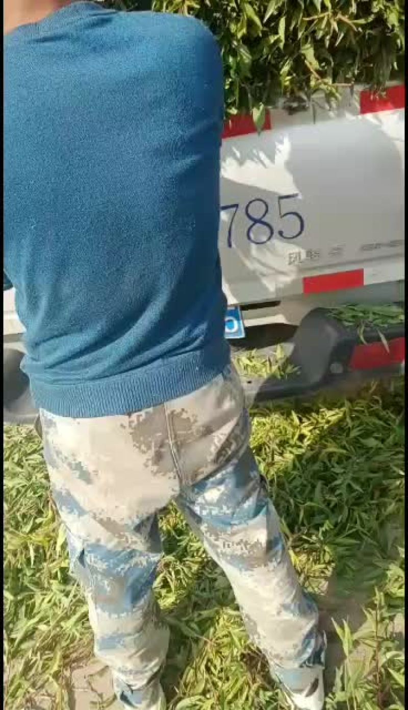 坚果苗，美国大杏仁树苗，巴旦木树苗