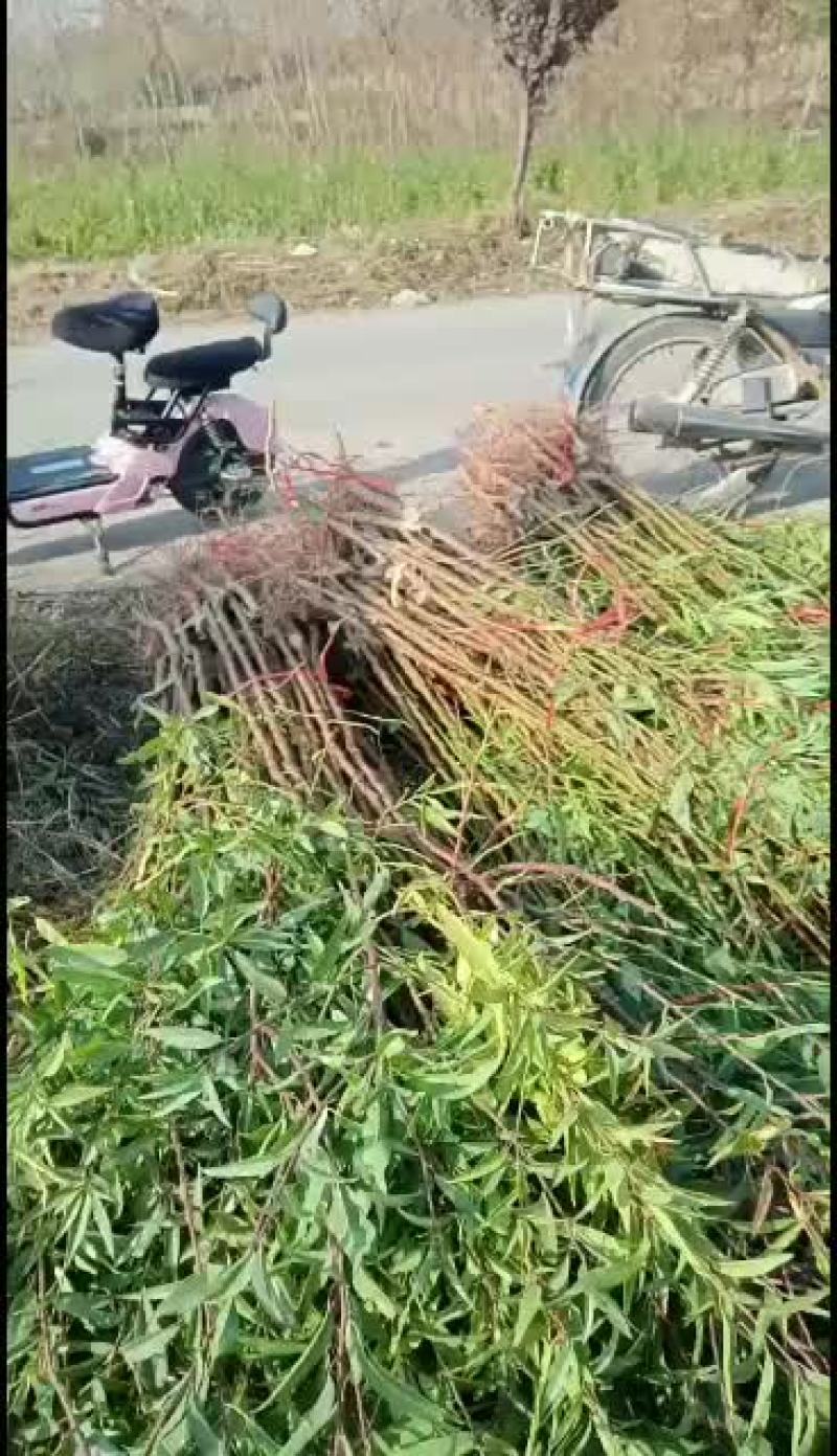 坚果苗，美国大杏仁树苗，巴旦木树苗