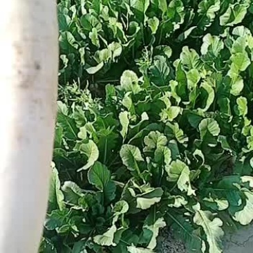 精品白萝卜大量上市中欢迎采购