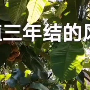 广东薄壳的风流果苗，稼接苗