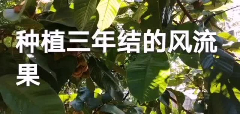 广东薄壳的风流果苗，稼接苗