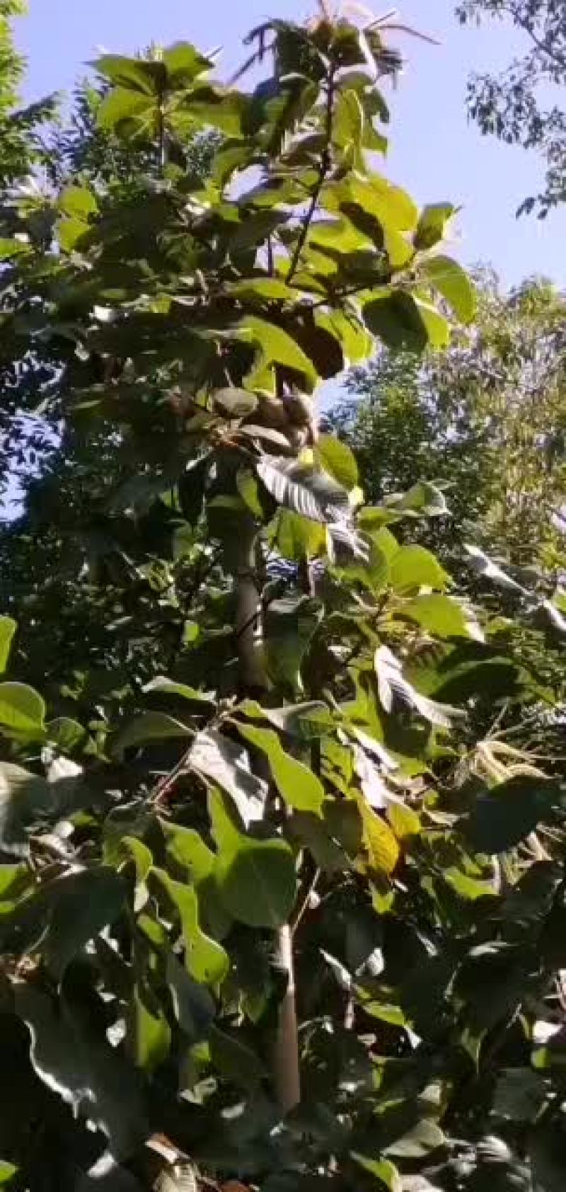 广东薄壳的风流果苗，稼接苗