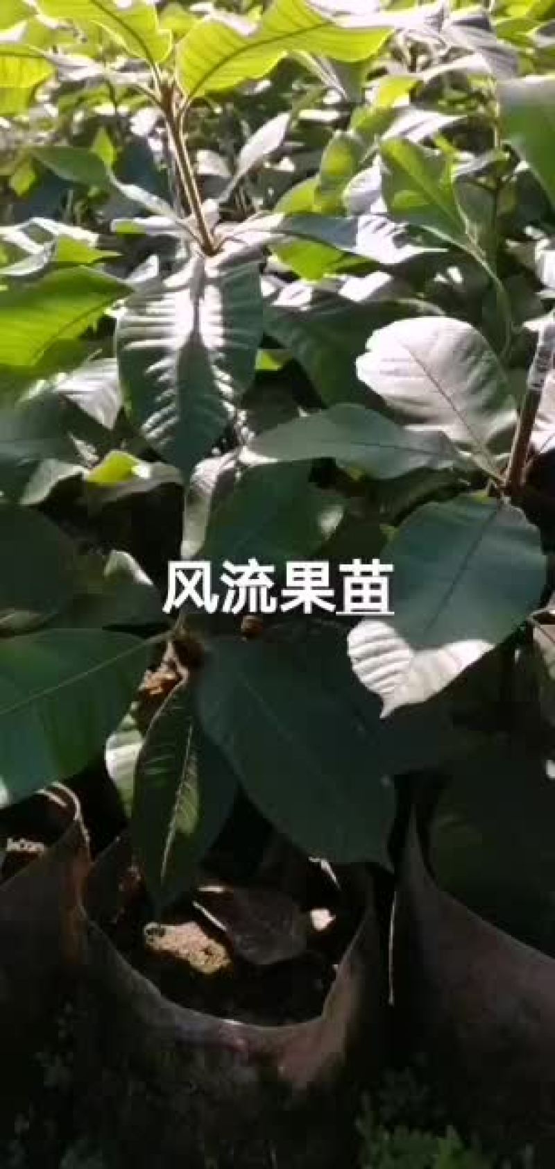 广东薄壳的风流果苗，稼接苗
