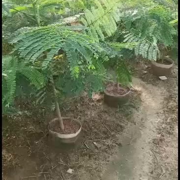 凤凰木苗