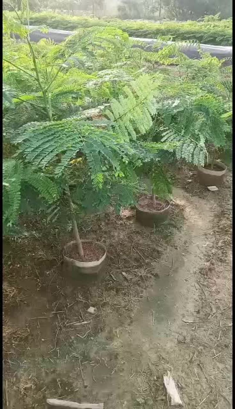 凤凰木苗