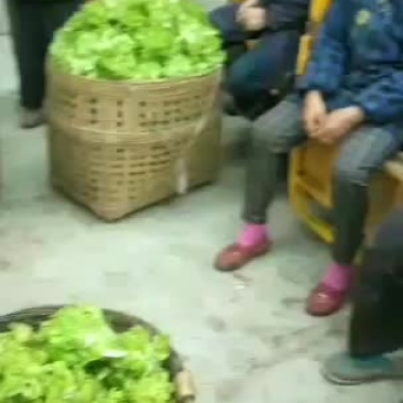 儿菜便宜了，两三斤一棵，欢迎采购。
