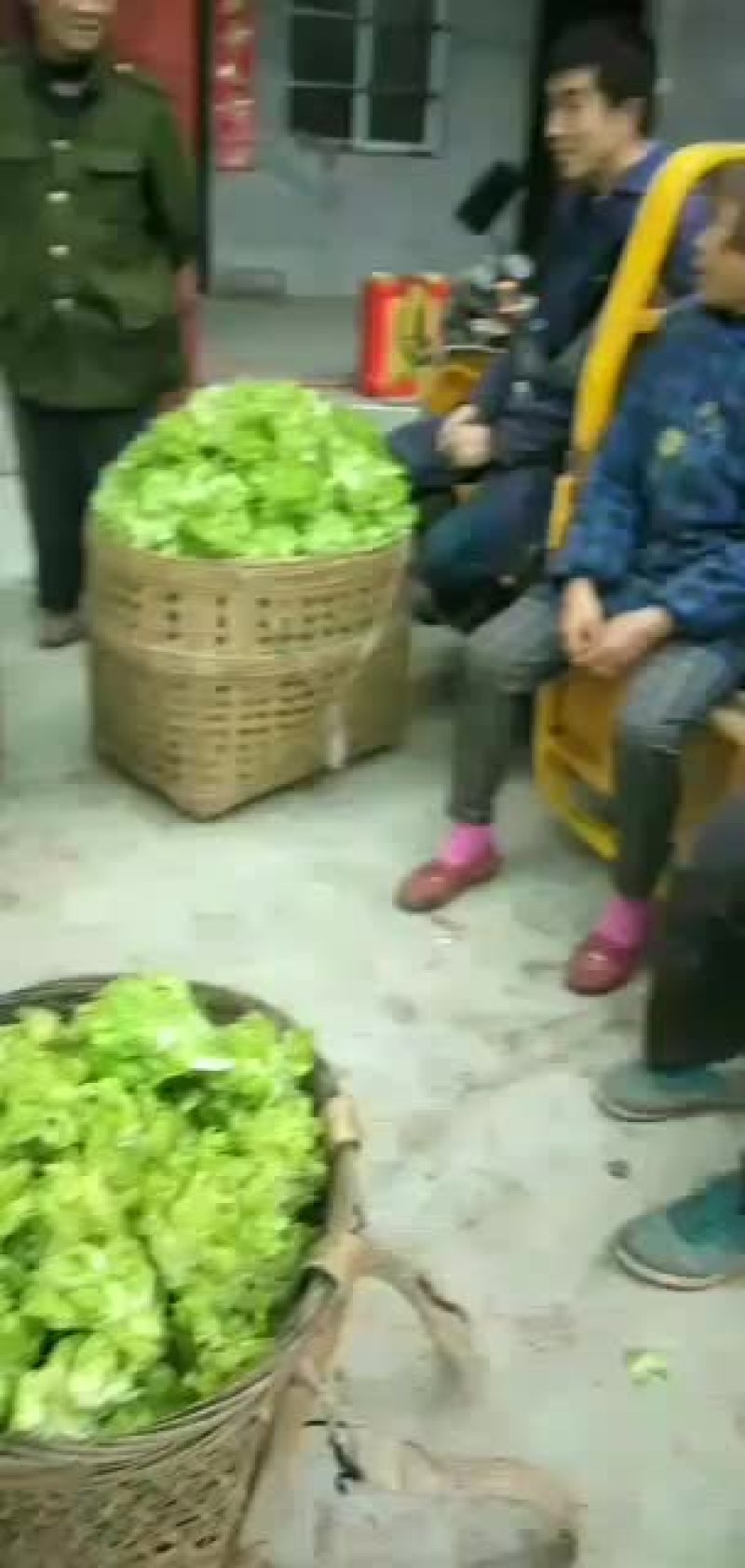儿菜便宜了，两三斤一棵，欢迎采购。