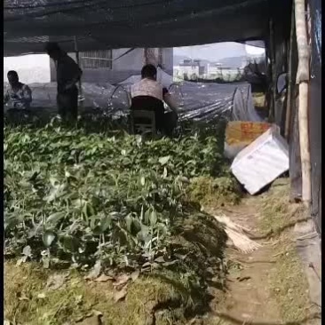 一级良种八角加接苗。