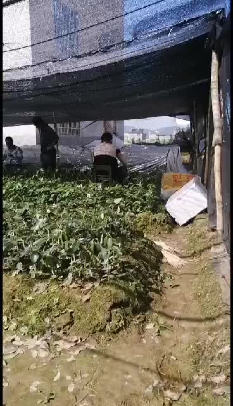 一级良种八角加接苗。