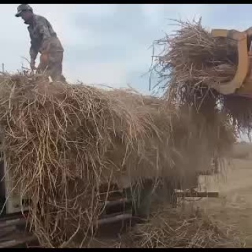 正宗的天然芦根原装货。
