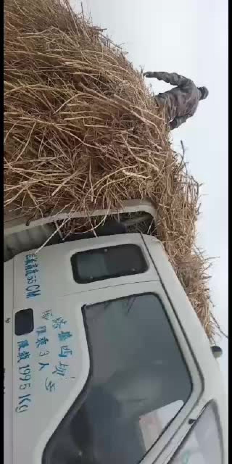 正宗的天然芦根原装货。