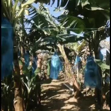 香蕉大量供应，欢迎老板来收购