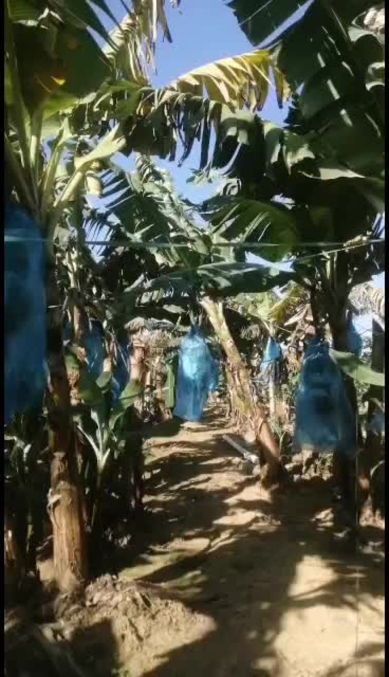 香蕉大量供应，欢迎老板来收购