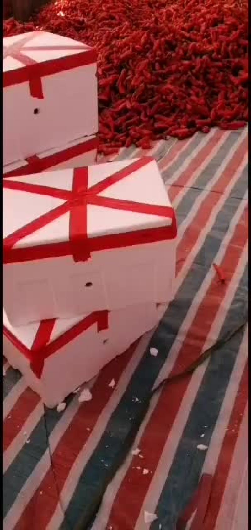 芜湖市沈巷镇黄庄村鲜红椒大量上市！