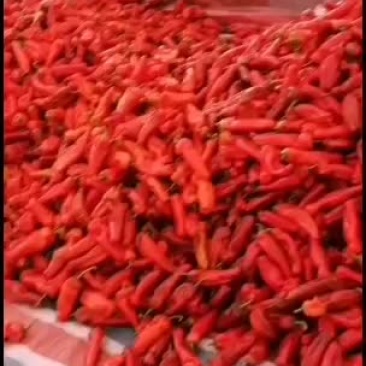 芜湖市沈巷镇黄庄村鲜红椒大量上市！