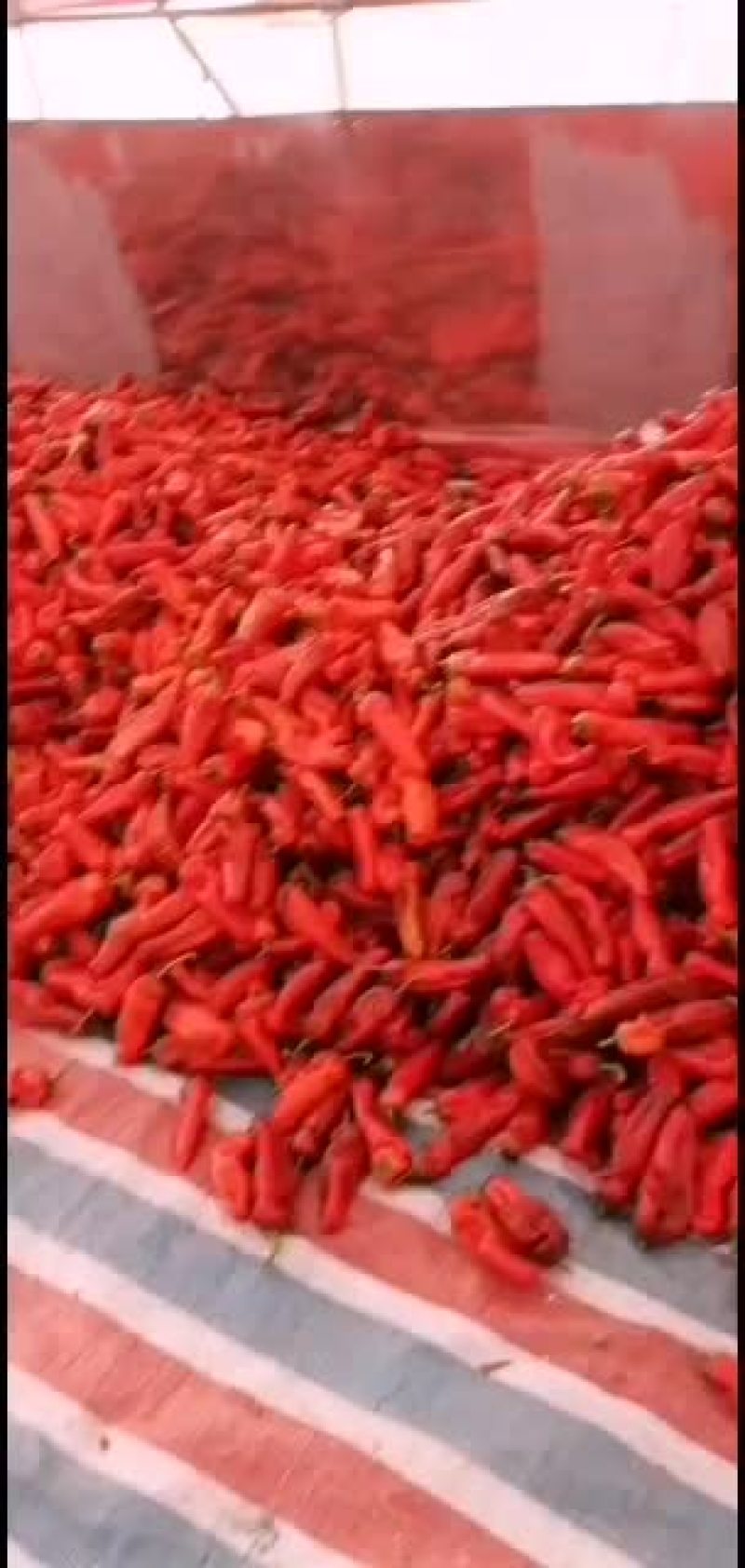 芜湖市沈巷镇黄庄村鲜红椒大量上市！