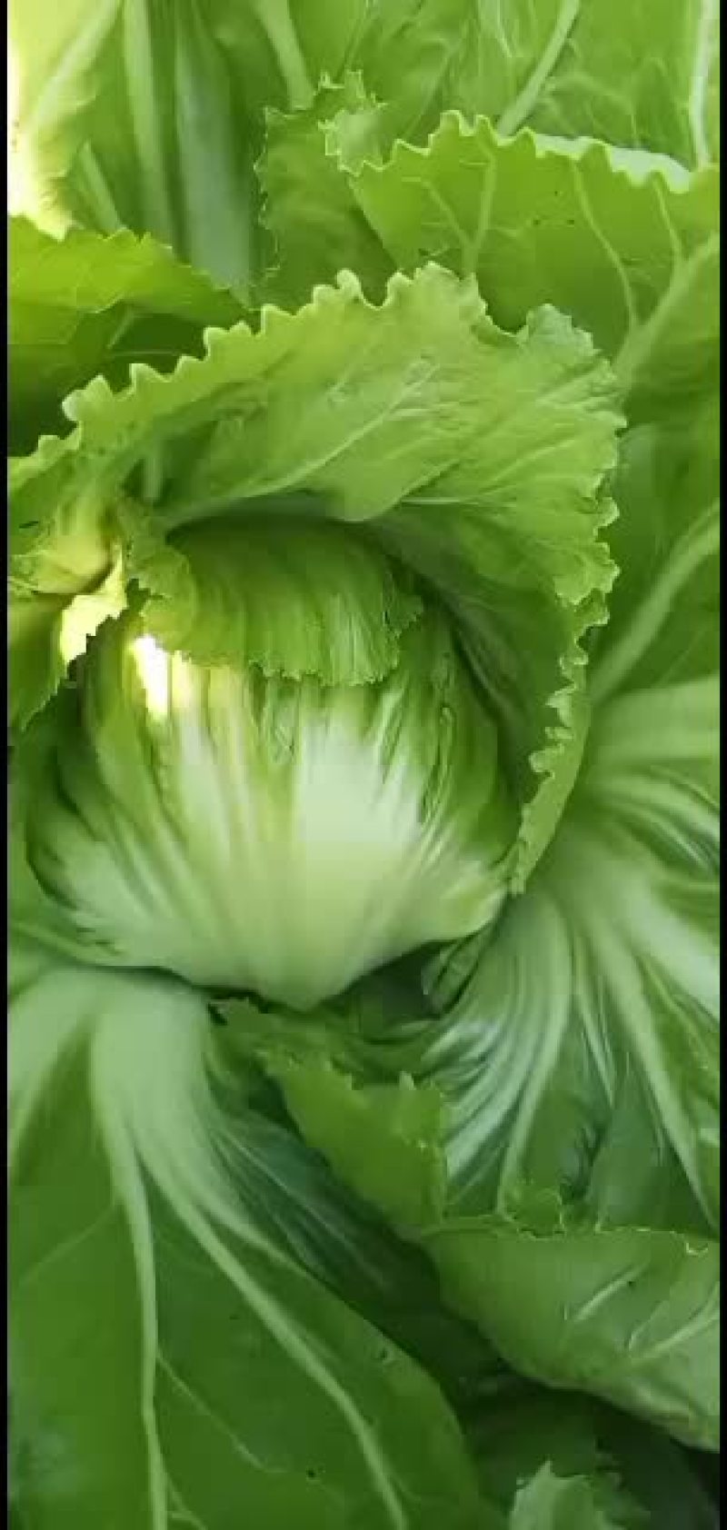 介菜大量上市