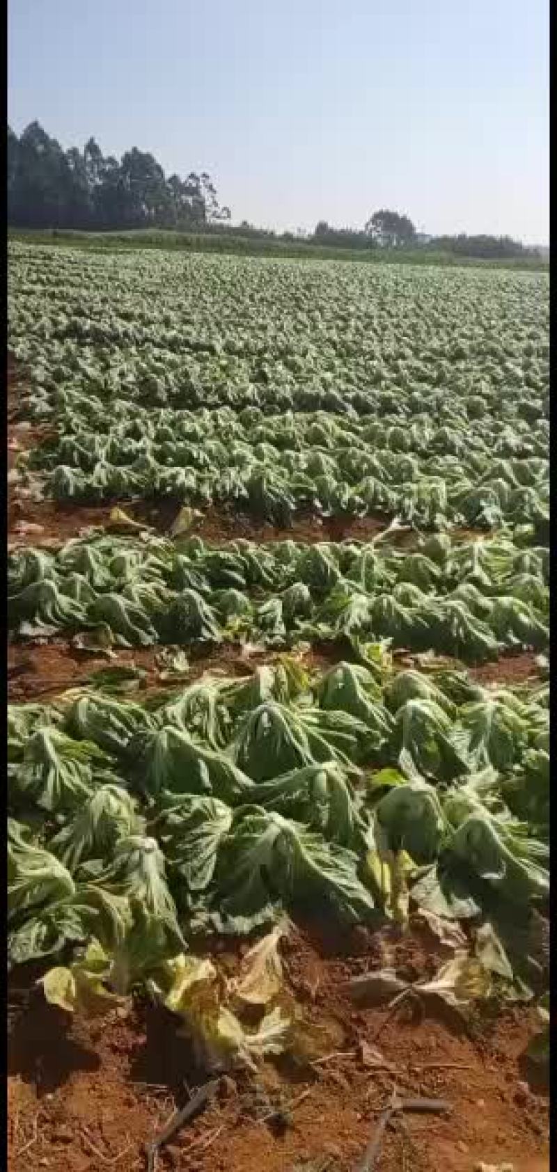 介菜大量上市