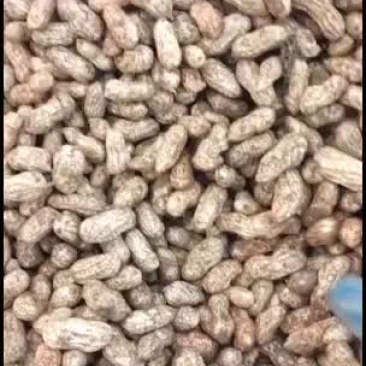 广西省百色靖西红米花生，