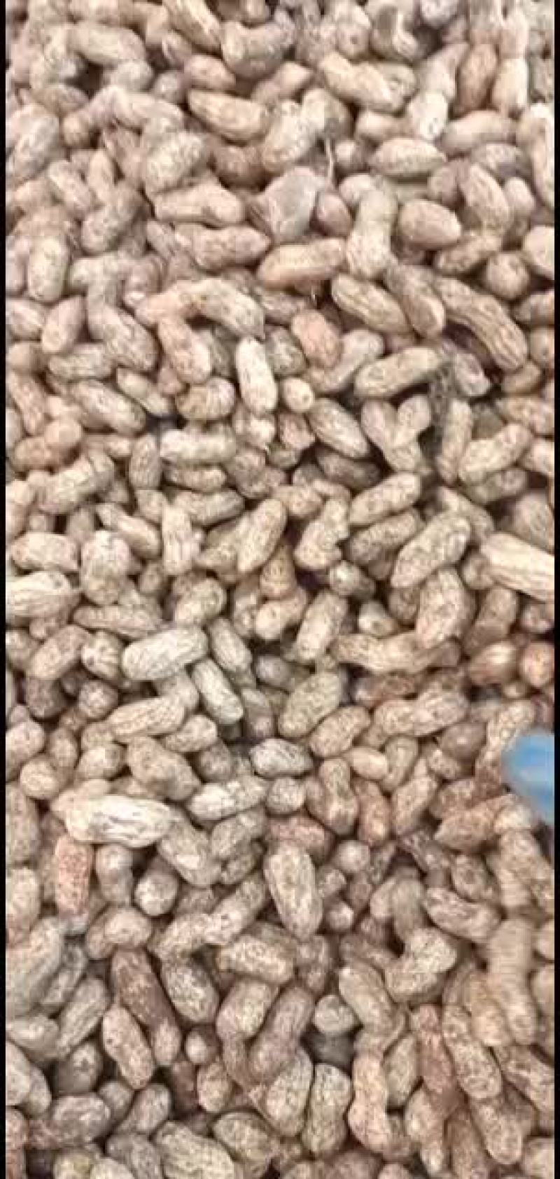 广西省百色靖西红米花生，