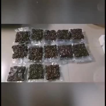 野生金蝉。。。。。。。