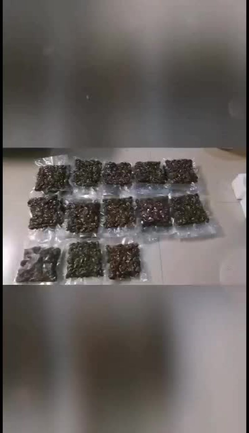 野生金蝉。。。。。。。
