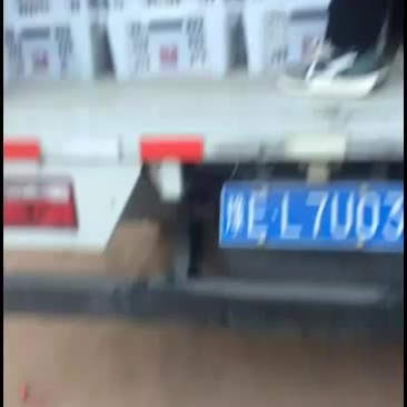 鲜平菇大量上市，有意愿的联系
