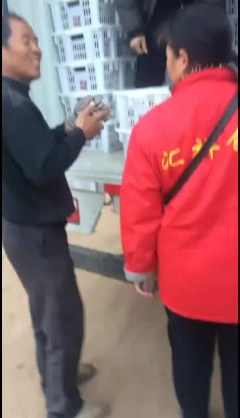 鲜平菇大量上市，有意愿的联系