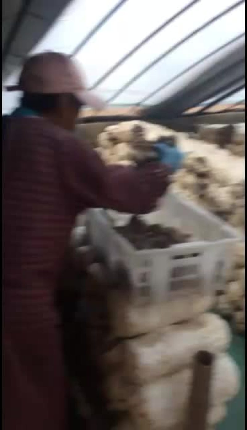 鲜平菇大量上市，有意愿的联系