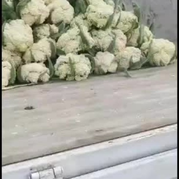 菜花自己种的没有中间费用需要的联系