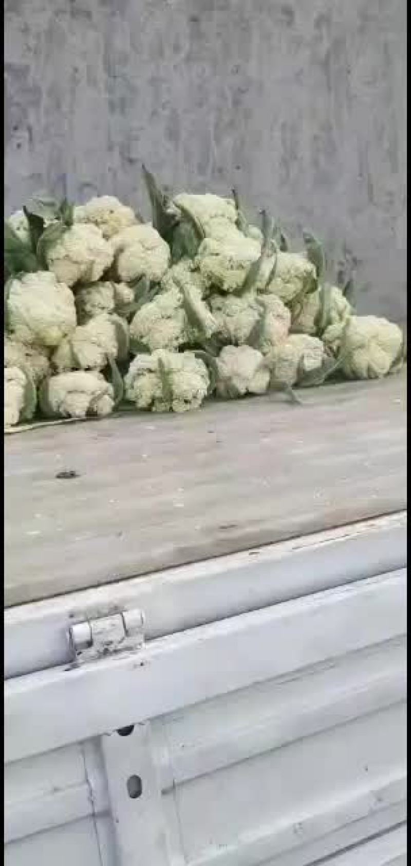 菜花自己种的没有中间费用需要的联系