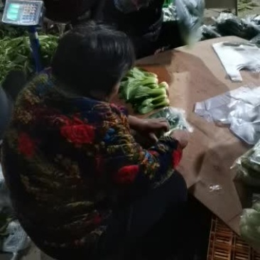 南通上海青批发基地，全国送货