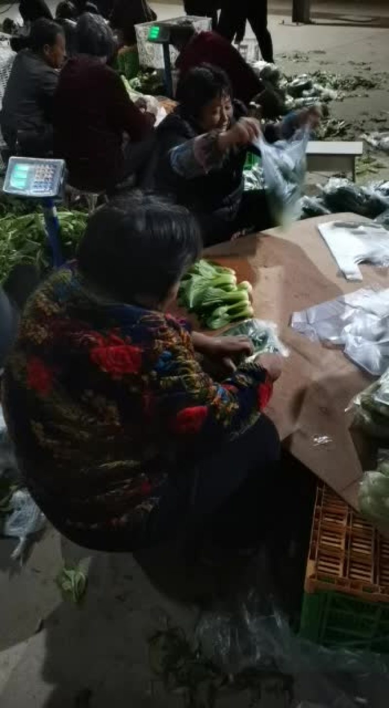 南通上海青批发基地，全国送货