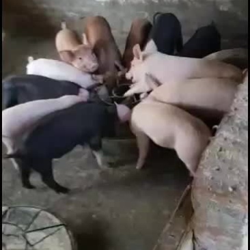 10-100斤的土白，三杂，长白，陆川仔猪等