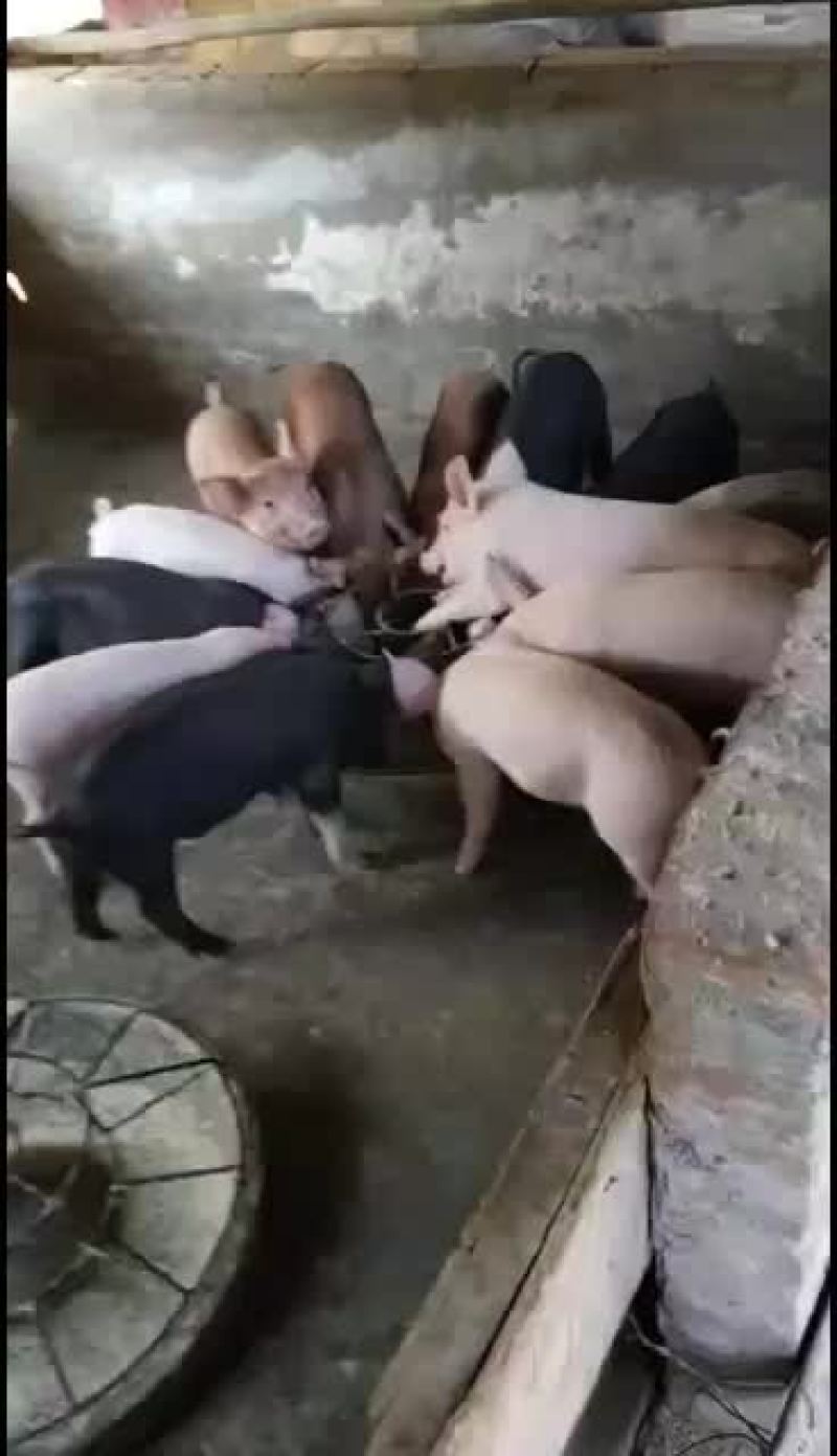 10-100斤的土白，三杂，长白，陆川仔猪等