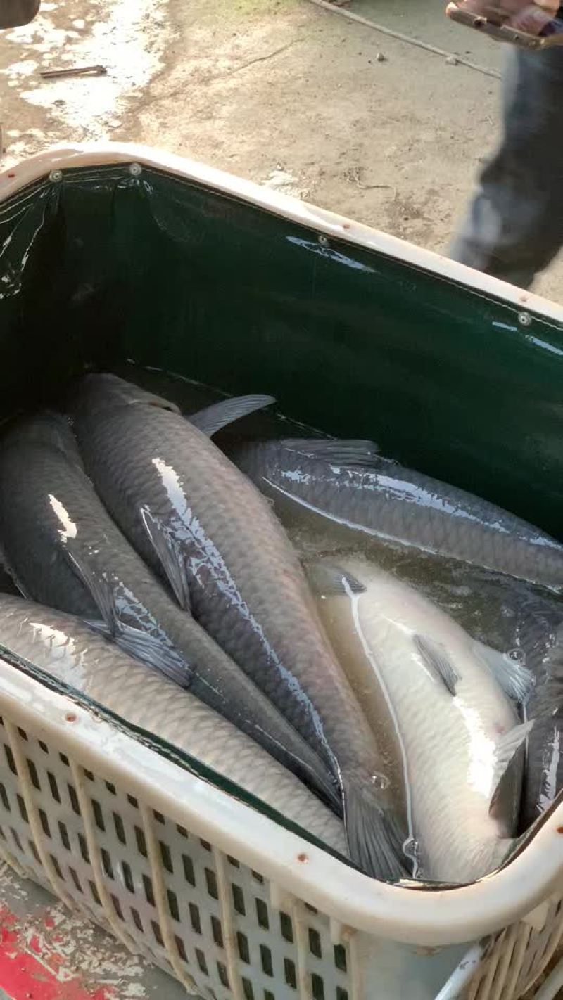 湖南青鱼二十万斤规格8-20斤的都有质量好价格优