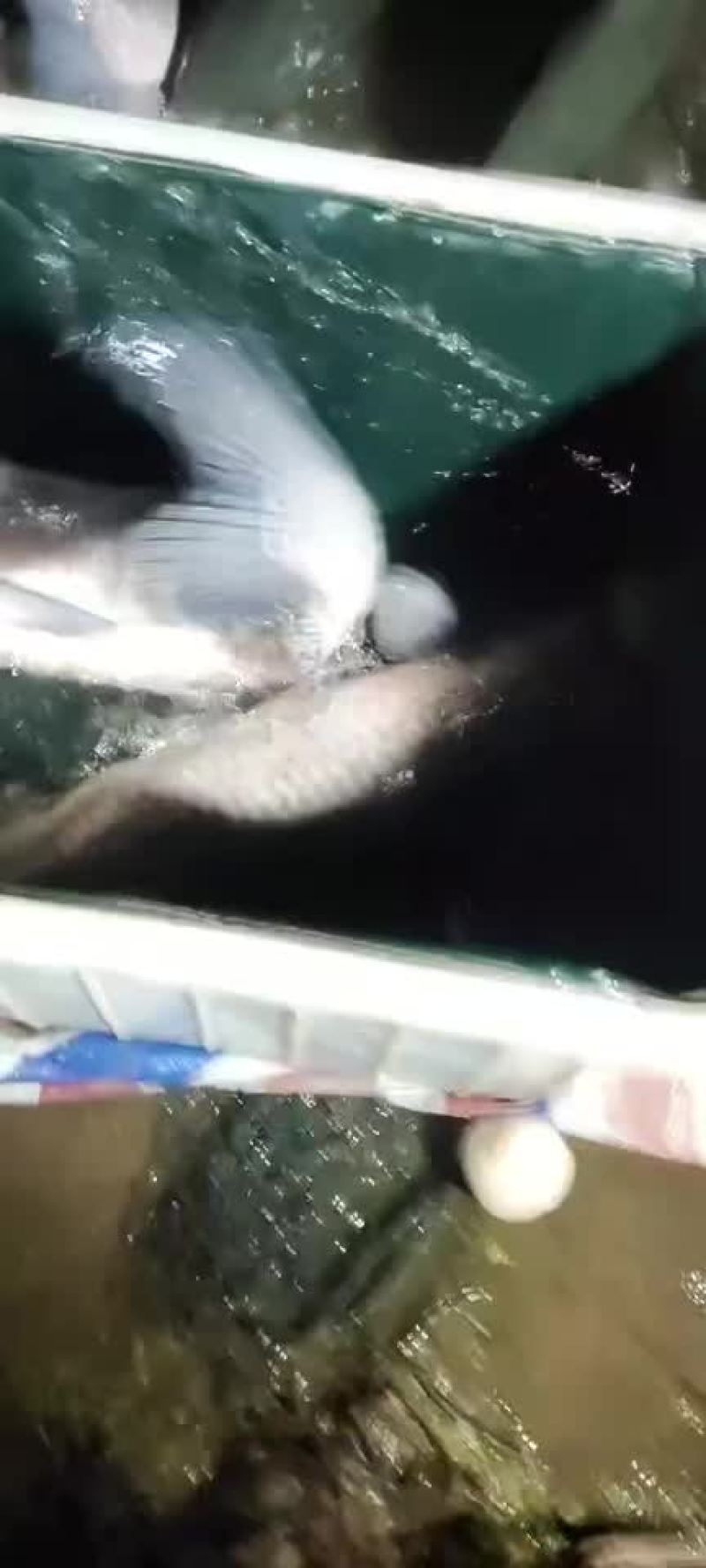 湖南青鱼二十万斤规格8-20斤的都有质量好价格优