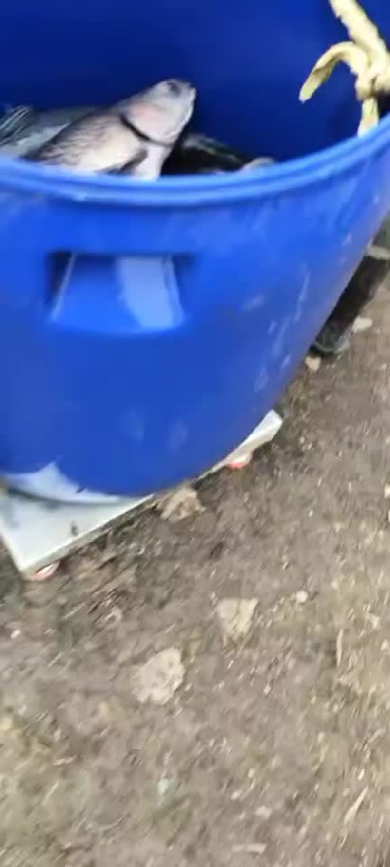 湖南青鱼二十万斤规格8-20斤的都有质量好价格优