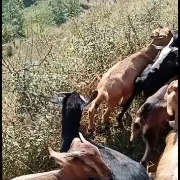 批发烤羊，种羊有需要老板联系