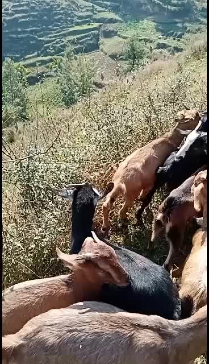 批发烤羊，种羊有需要老板联系