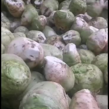 大头菜，孔明菜，芥菜