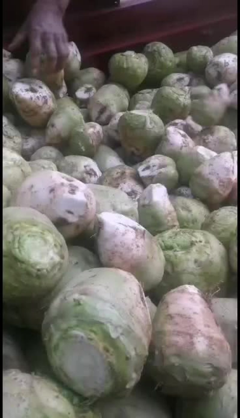 大头菜，孔明菜，芥菜