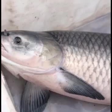 大青鱼，黑妹黑妹大青鱼