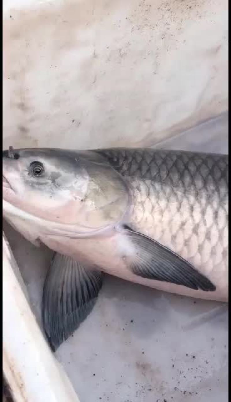 大青鱼，黑妹黑妹大青鱼