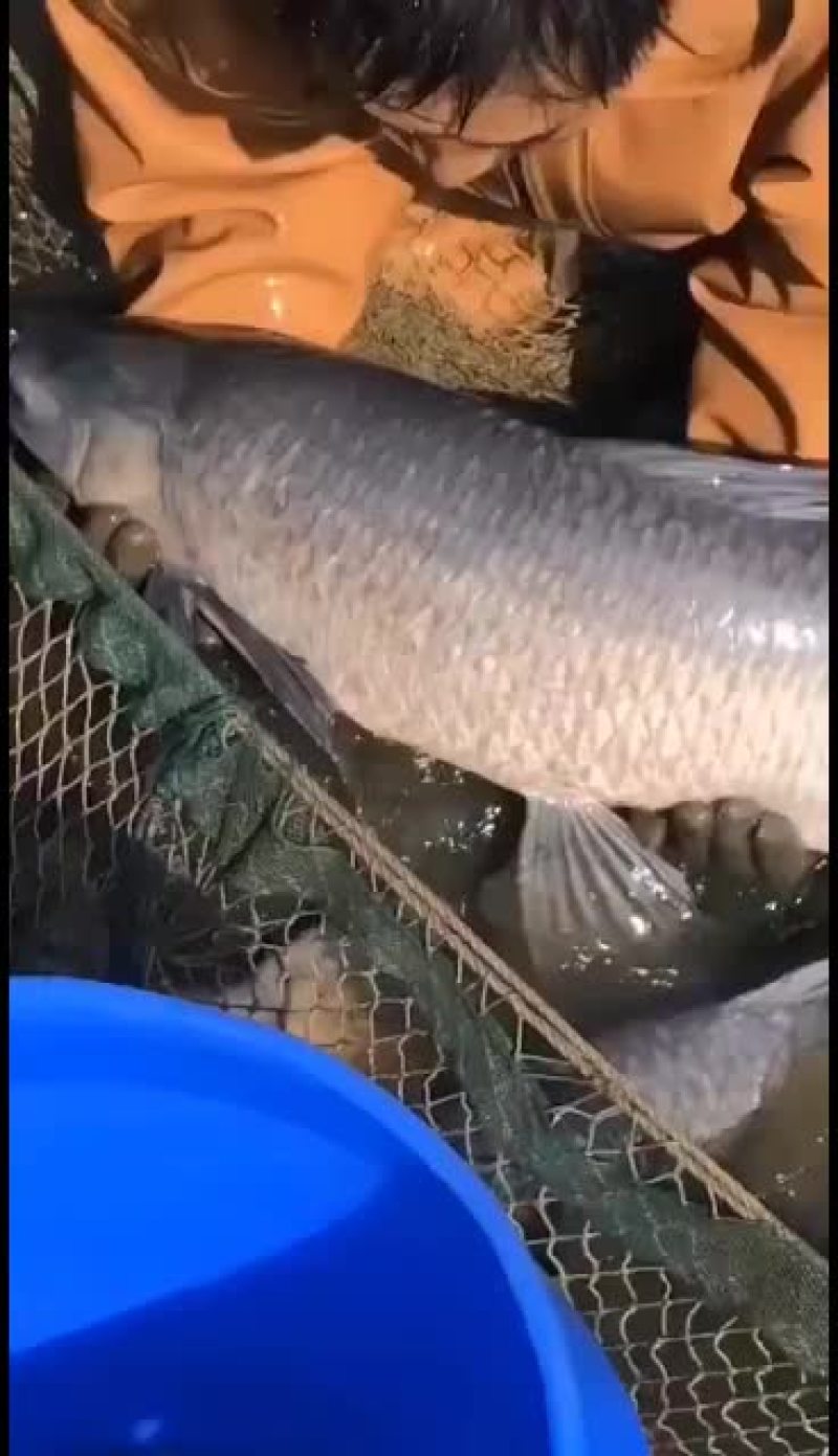 大青鱼，黑妹黑妹大青鱼