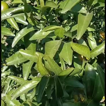 青香橘青香橘青香橘香