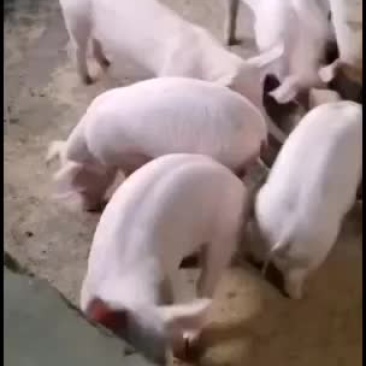 大量常年出售，二元回交小猪仔。