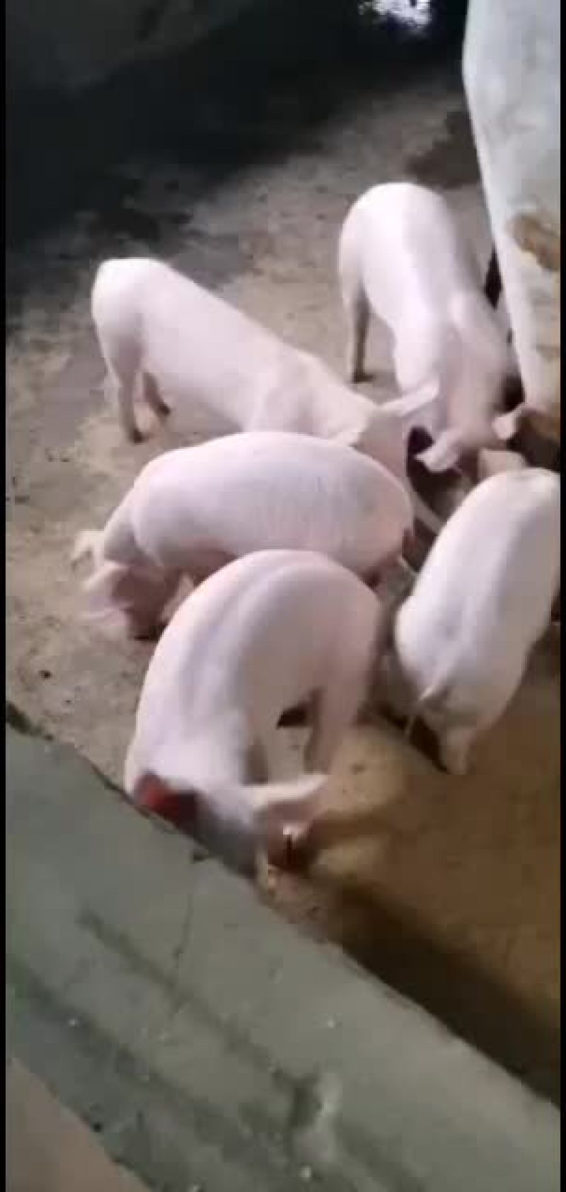 大量常年出售，二元回交小猪仔。